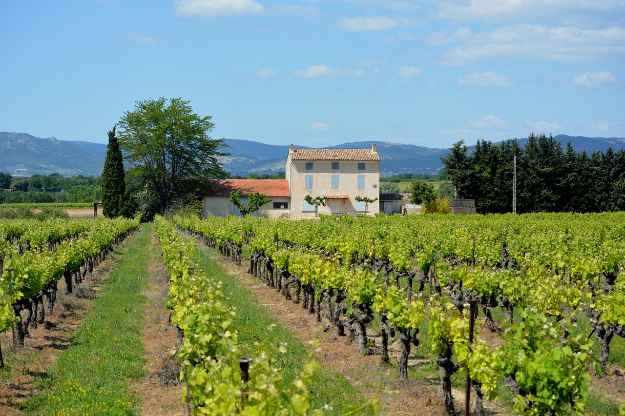 Regiony Europy znane z produkcji win